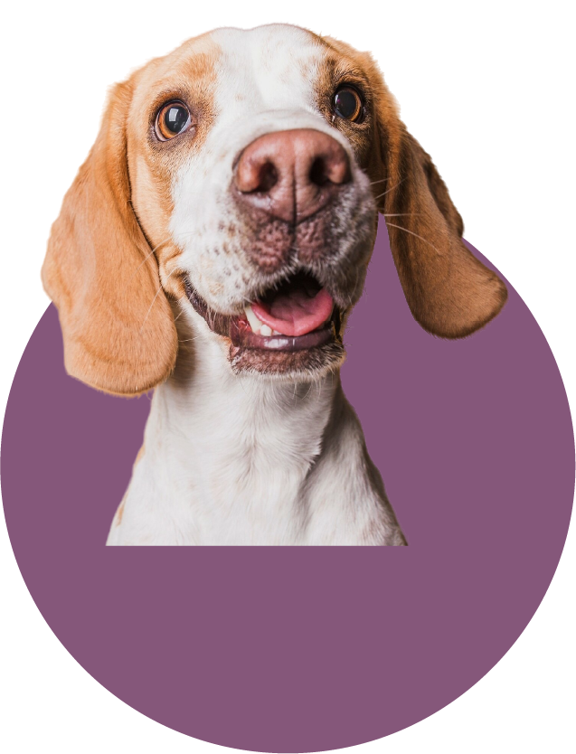 Why choose Chewlosophy?