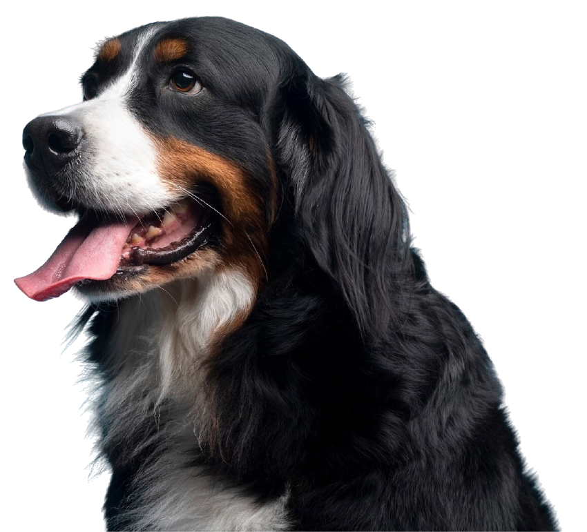 Happy Bernese mountain dog