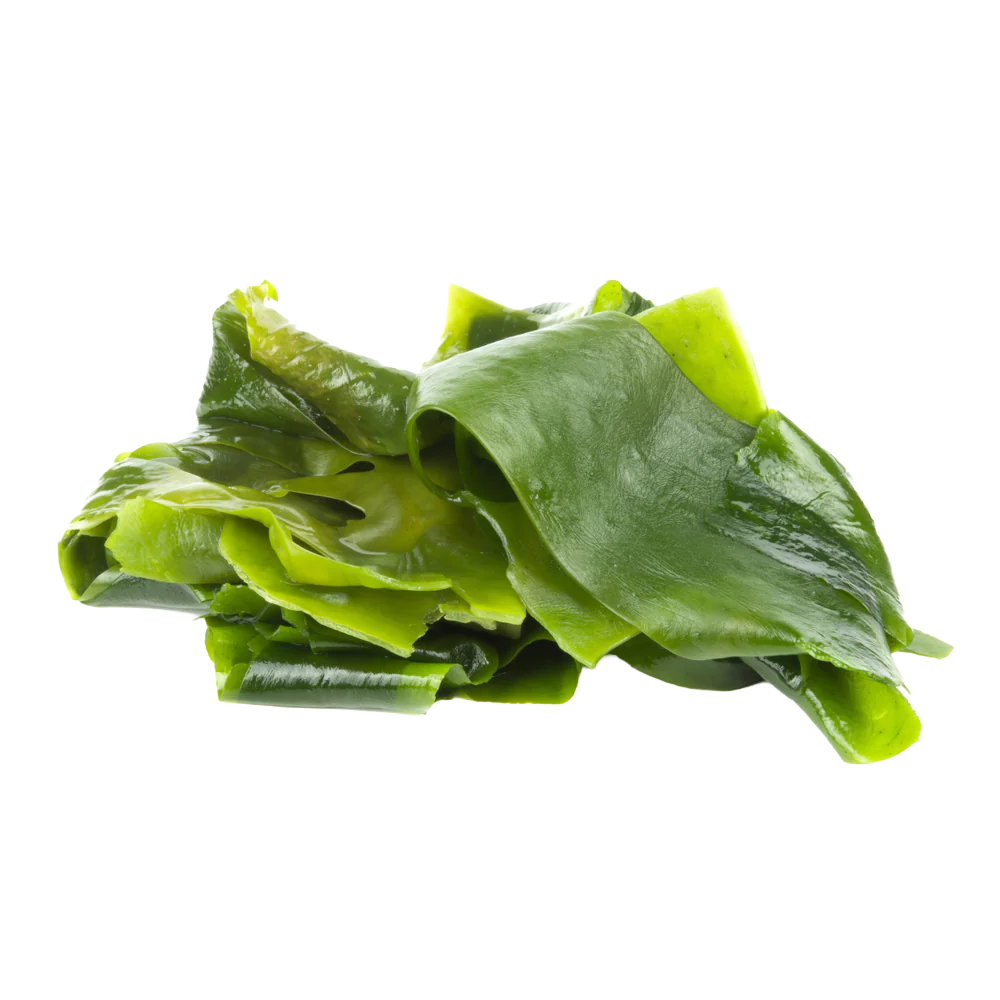 Sea kelp